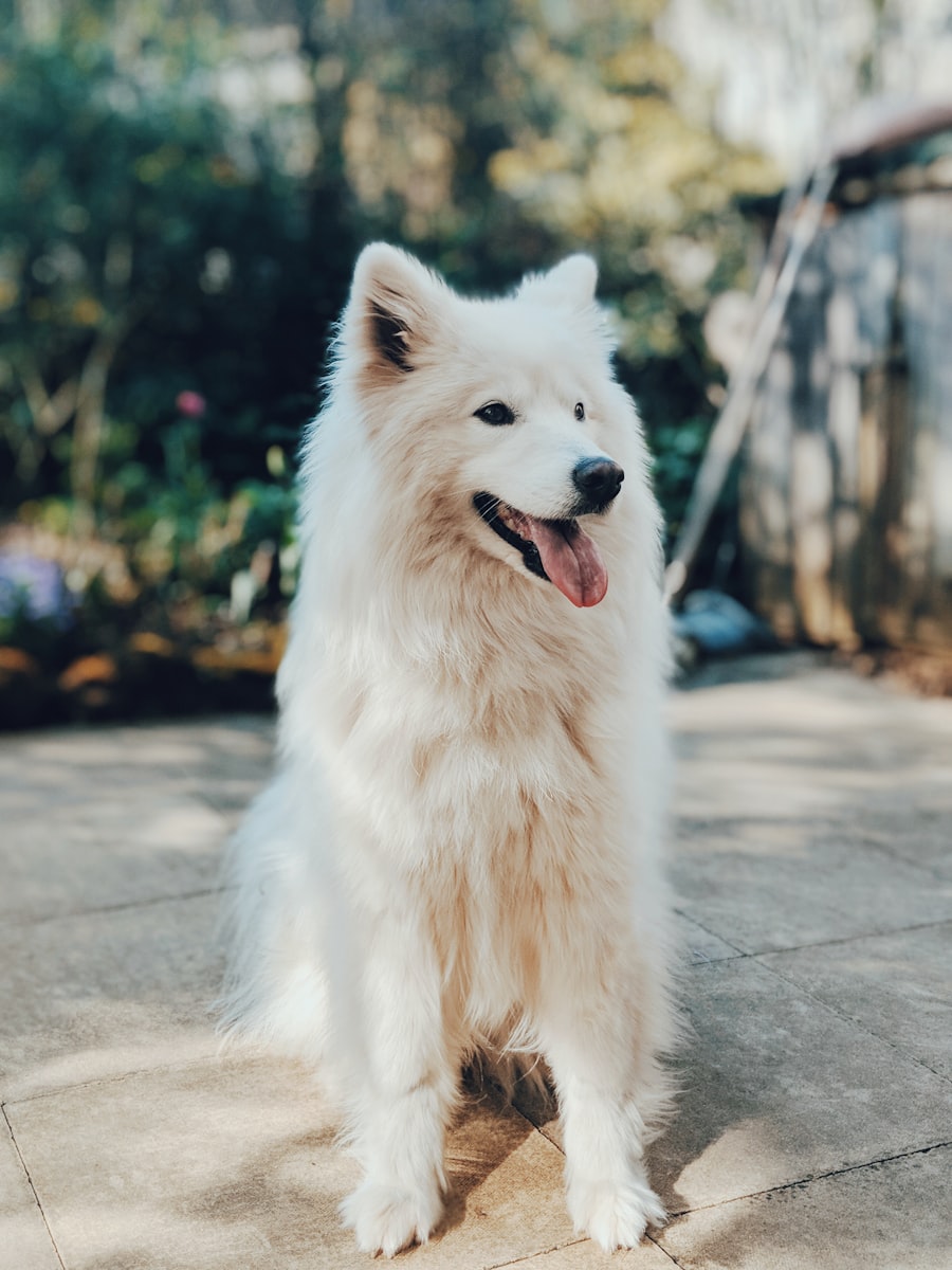 A calm facility dog