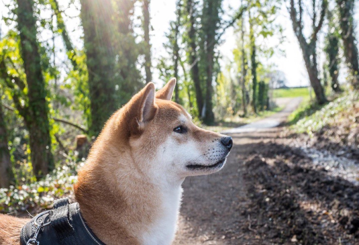 A Shiba Inu working on a wooded trail