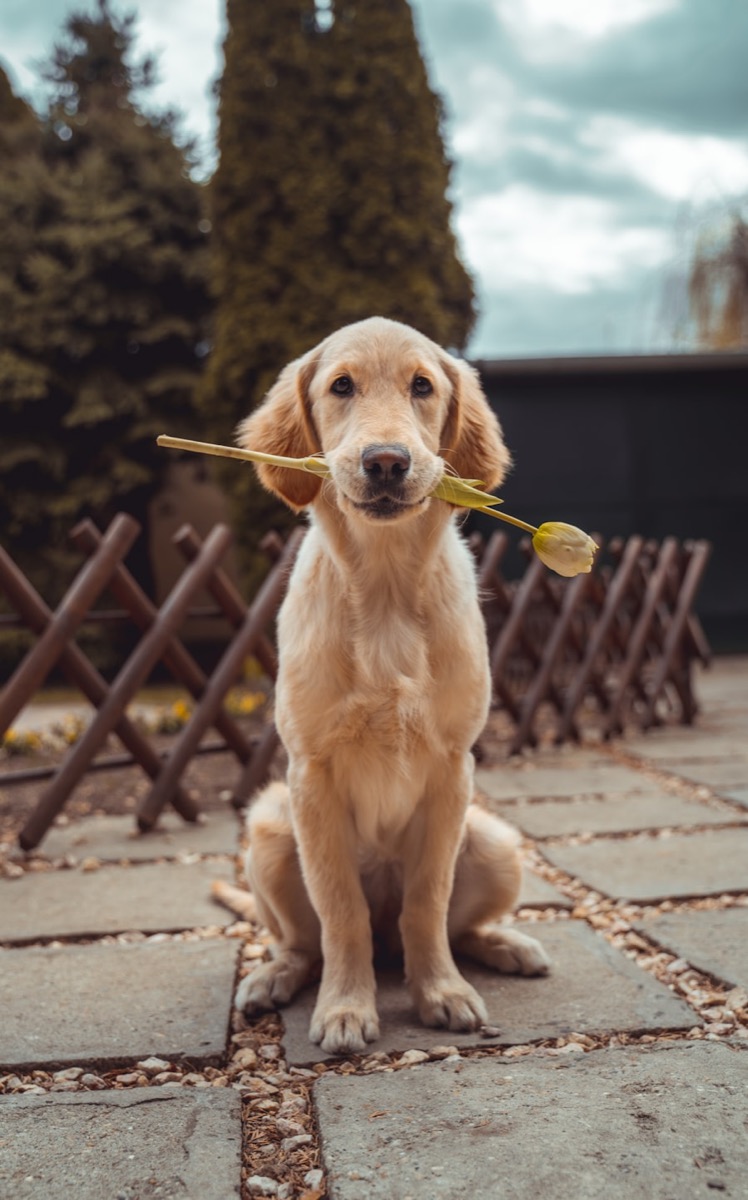 A dog carrying a retrieved item