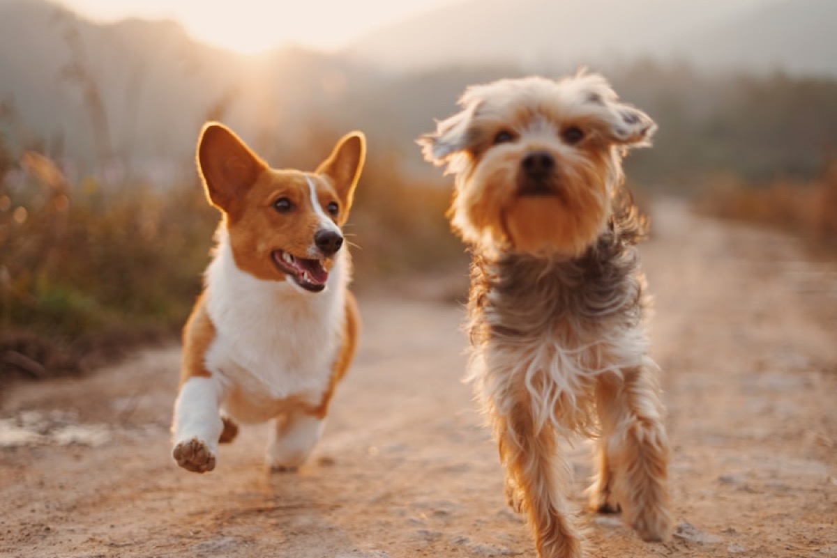 Dogs moving purposefully outdoors